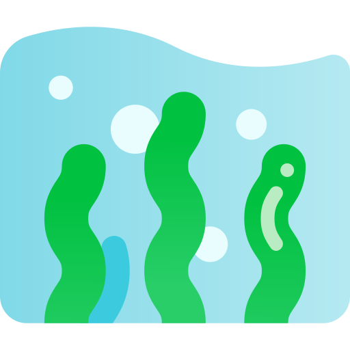 Seaweed