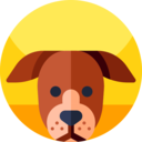 animals,mammal,pet,animal kingdom,dog ok 