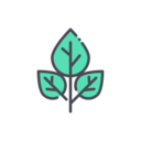 food,nature,botanical,leaves,menthol ok 