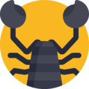 animals,animal kingdom,animal,arachnid,scorpion,sting,venomous,predatory ok 