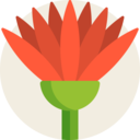 egypt,nature,oriental,botanical,lotus,flower,blossom,botanic,lotus flower ok 