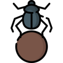 animals,bug,symbol,insect,shapes and symbols,beetle,egyptian,scarab