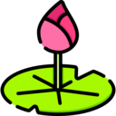 nature,botanical,lotus,garden,flower,blossom,botanic