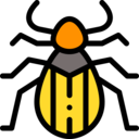 animals,zoology,bugs,insects,beetle,entomology