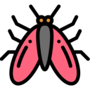 animals,bug,insect,entomology,moth