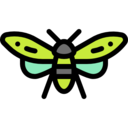 animals,bug,insect,entomology