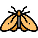 animals,bug,insect,entomology,moth