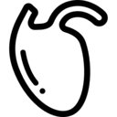 medical,medicine,body part,organ,biology,anatomy
