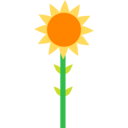 nature,botanical,flower,blossom,petals,sunflower ok 