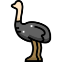 animals,animal kingdom,bird,animal,zoology,ornithology,fauna,ostrich