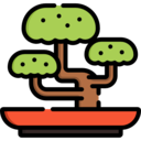 japan,nature,bonsai,plant,botanical