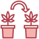 healthcare and medical,nature,botanical,leaf,drug,Weed,Cannabis,Marijuana,cloning