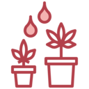 botanical,farming and gardening,growth,watering,Cannabis ok 