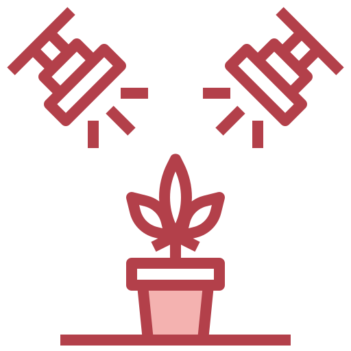Marijuana