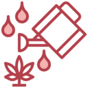 botanical,farming and gardening,growth,watering,Cannabis ok 