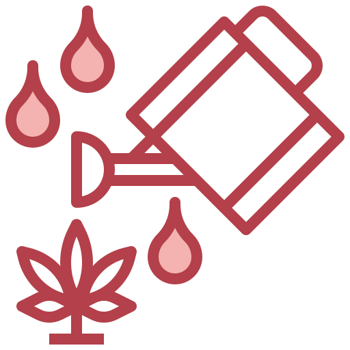 Cannabis