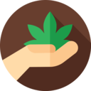healthcare,miscellaneous,nature,hand,botanical,treatment,leaf,drug,Weed,Cannabis,Marijuana,medicinal