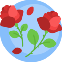 nature,botanical,flower,blossom,petals,roses,rose ok 