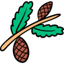 nature,pines,cone,pine,nut,autumn