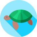 animals,pet,wild life,animal kingdom,zoo,reptile,turtle,Tortoise