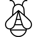 animals,honey,bee,insect,fly