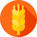 food,food and restaurant,nature,rice,cereal,cereals,wheat,grain,seed