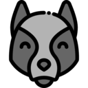 animals,mammal,wildlife,animal kingdom,zoo,animal,wolf,wild