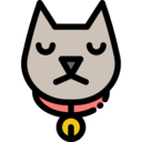 animals,pet,cat,animal kingdom