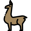animals,wild life,animal kingdom,animal,alpaca
