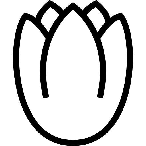 Tulip