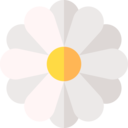 nature,flower,blossom,petals,botanic