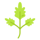 food and restaurant,nature,plant,botanical,farming and gardening,floral,parsley