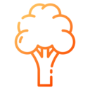 food,vegetable,vegan,food and restaurant,organic,diet,vegetarian,cauliflower,fruits and vegetables