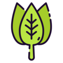 food,vegetable,vegan,healthy food,food and restaurant,diet,spinach
