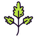 food and restaurant,nature,plant,botanical,farming and gardening,floral,parsley
