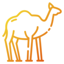 animals,transport,transportation,arabian,desert,dromedary,desertic