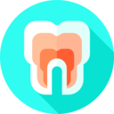 medical,healthcare and medical,healthcare,dentist,tooth,layer,molar,anatomy ok 