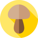 food,food and restaurant,nature,mushroom,Muscaria,Fungi,mushrooms