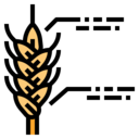 smart,nature,data,rice,farming and gardening,farm,agriculture,wheat