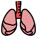 healthcare and medical,body parts,organ,anatomy,lungs