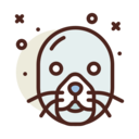 animals,nature,wild life,animal kingdom,zoo,seal