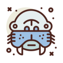 animals,wild life,animal kingdom,animal,walrus