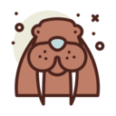 animals,wild life,animal kingdom,animal,walrus