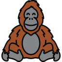 animals,wildlife,animal kingdom,zoo,orangutan ok 