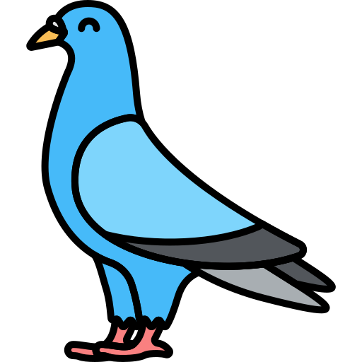 Pigeon