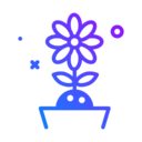 ecology and environment,plant,farming and gardening,house things,garden,flower,flowering