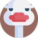 animals,wild life,animal kingdom,zoo,animal,ostrich ok 