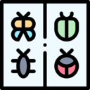 animal,insects,hobbies and free time,collection,entomological