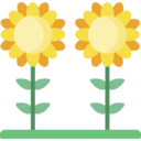 nature,botanical,farming and gardening,gardening,blossom,petals,sunflower