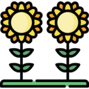 nature,botanical,farming and gardening,gardening,blossom,petals,sunflower